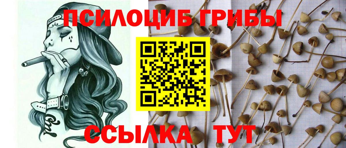 Галлюциногенные грибы Psilocybine cubensis Лениногорск